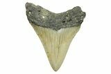 Serrated, Juvenile Megalodon Tooth - North Carolina #294443-1